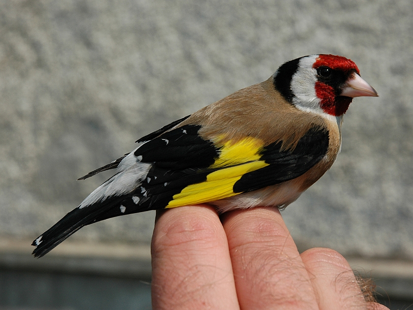 European Goldfinch, Digrans 20060506